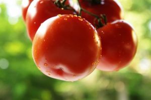 pomodori