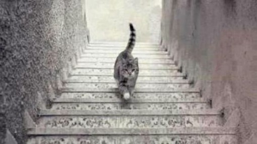 gatto sale scende yepper