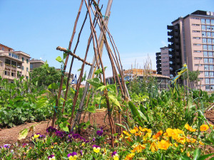orto urbano a Roma, quartiere Garbatella