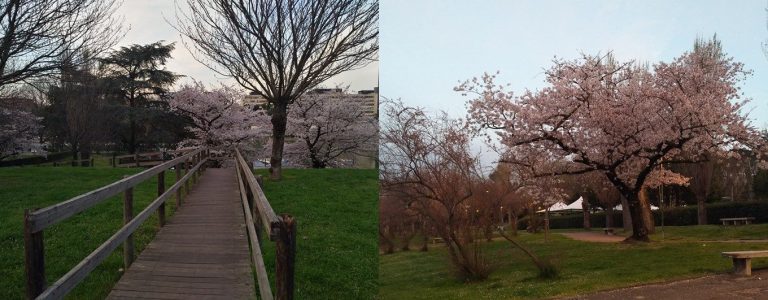 hanami