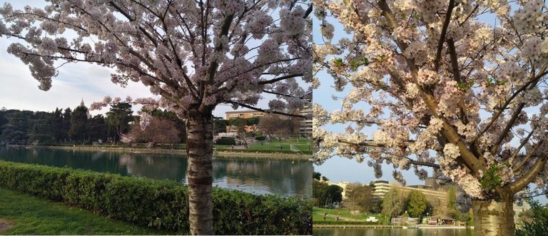 hanami