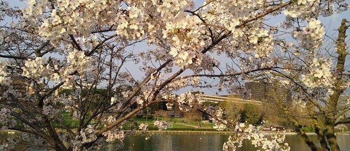 Sakura