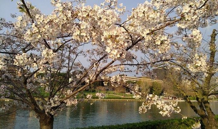 Sakura