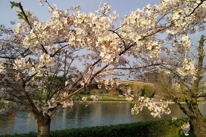 Sakura