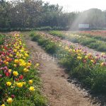 TuliPark
