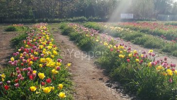 TuliPark