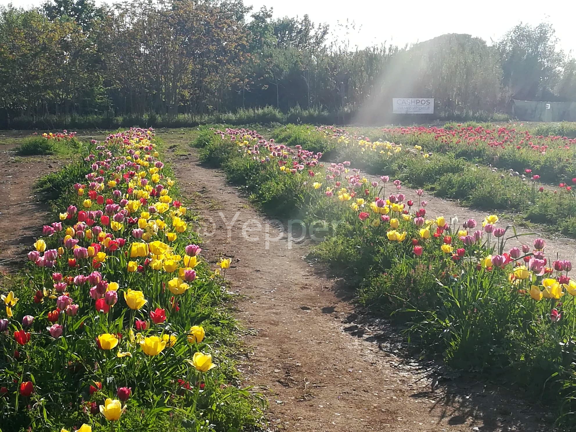 TuliPark